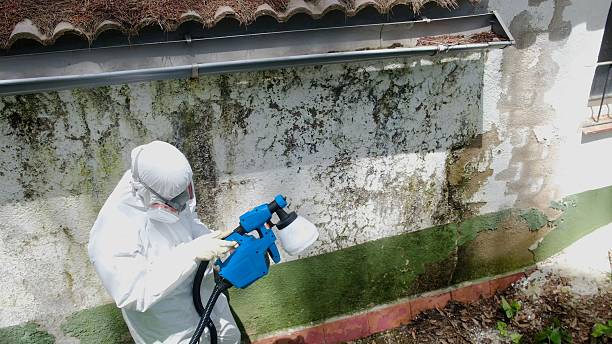 Top rated local Mold Cleanup specialists in Brandy Station, VA